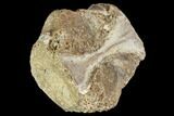 Fossil Reptile Or Dinosaur Vertebra - Judith River Formation #106845-1